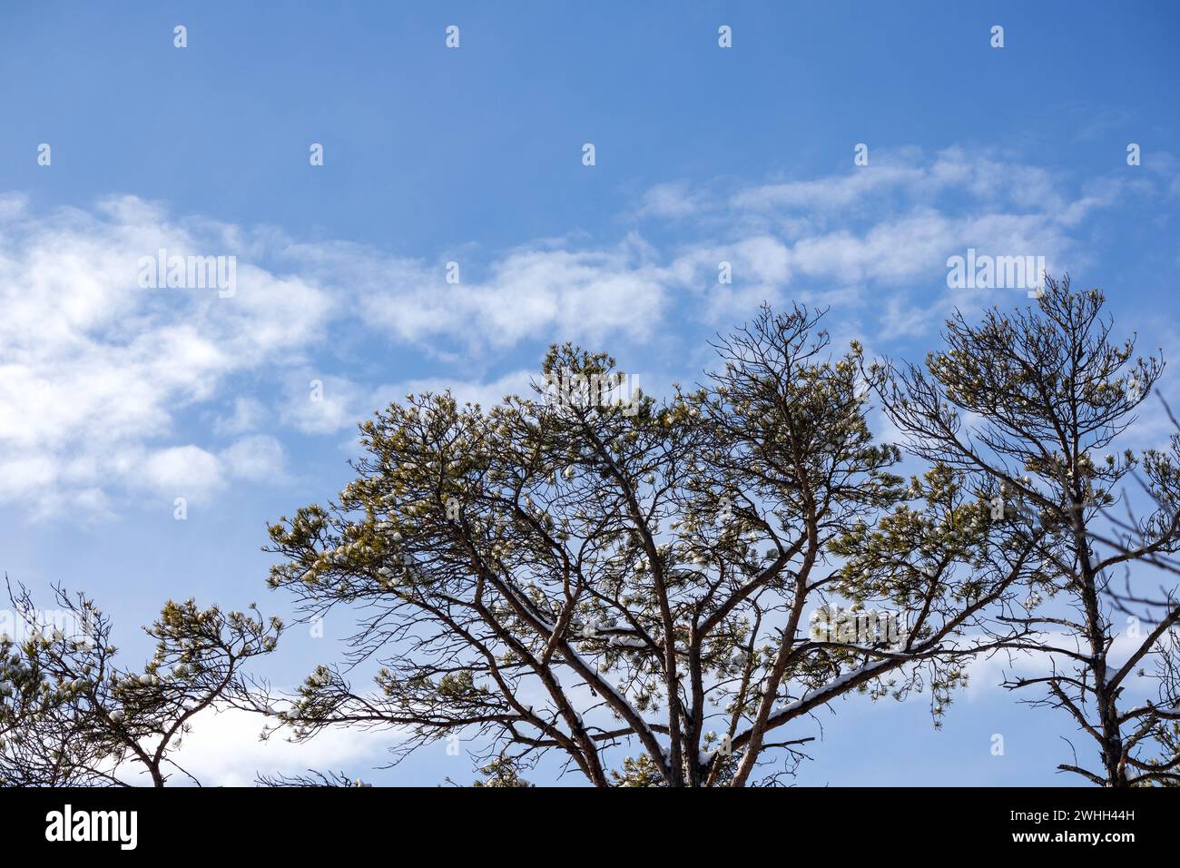 Tree silhouettes on hill hi-res stock photography and images - Alamy