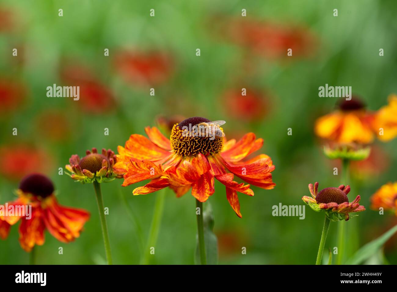 Close up of Helenium Moerheim flowers with a Honey bee with a defocused background Stock Photo