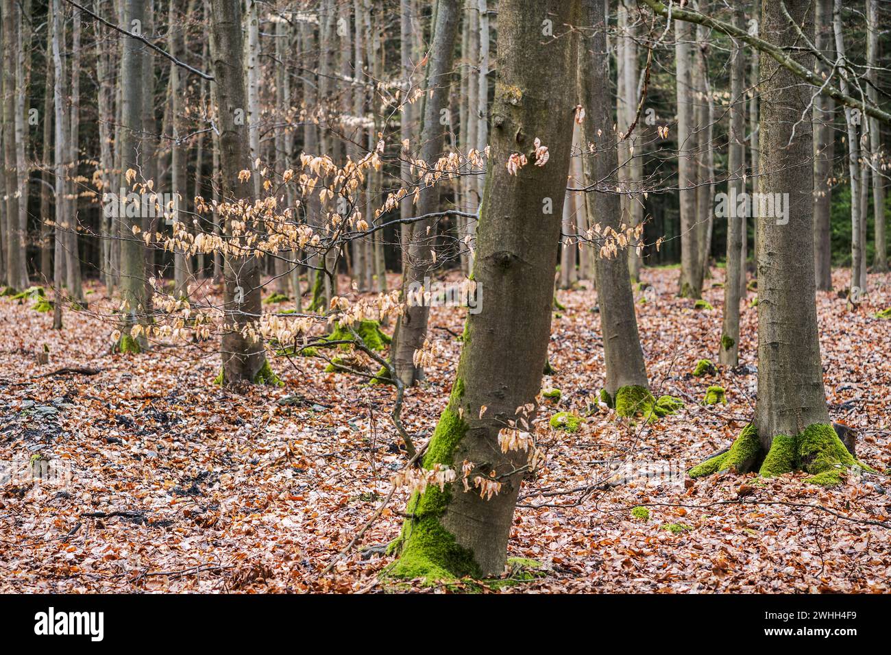 Deciduous forest in April Stock Photo - Alamy