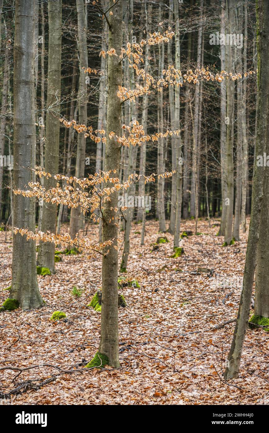 Deciduous forest in April Stock Photo - Alamy
