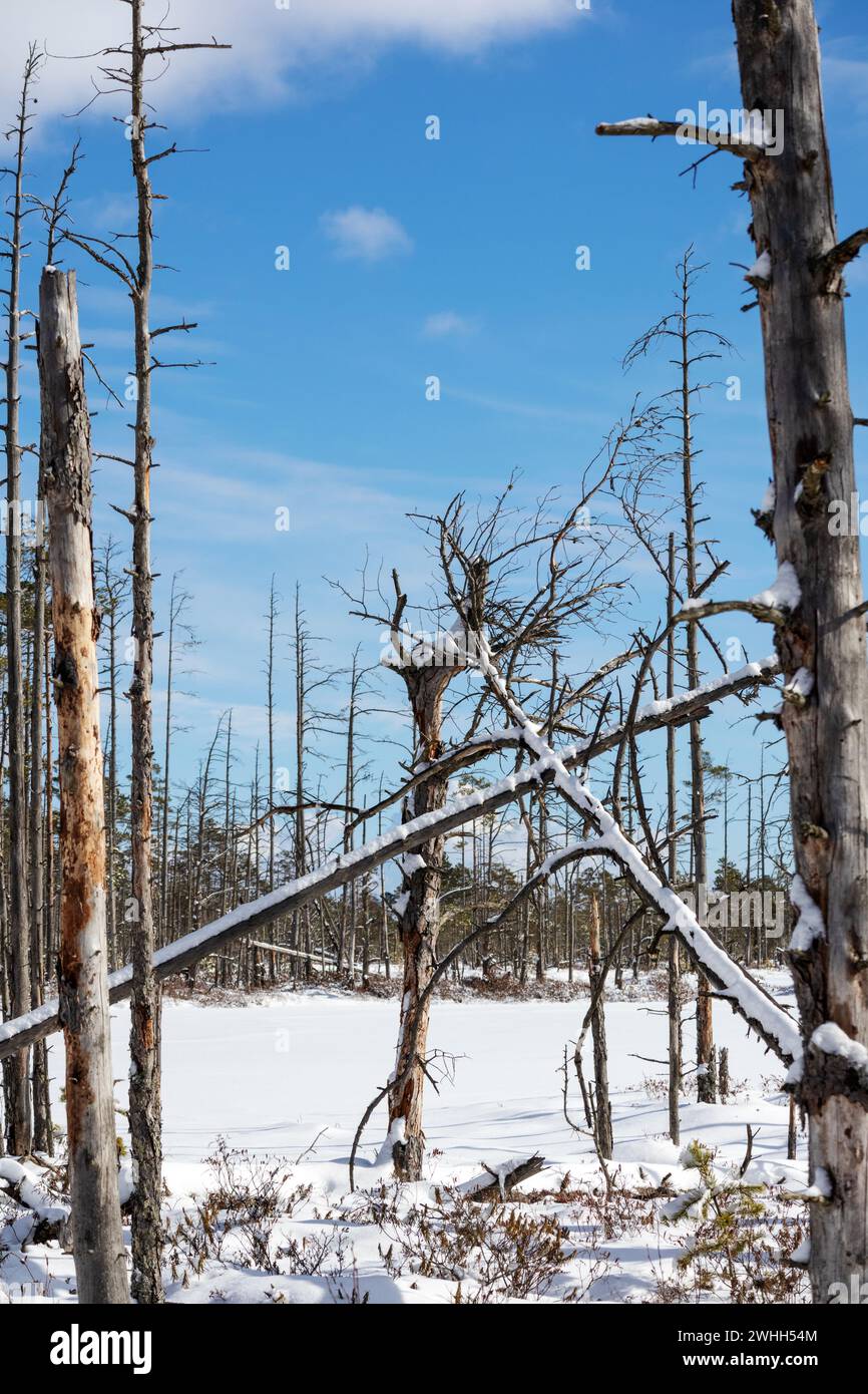 Winter with broken conifer trunks in the swamp through which the blue sky shines Stock Photo