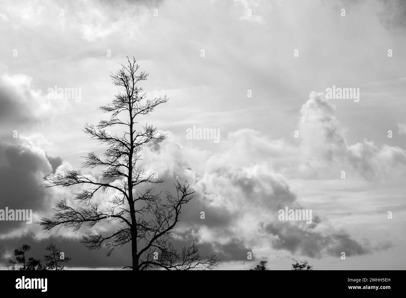 ominous black and white dark clouds in the sky before a storm with ...