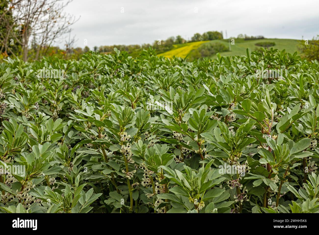 Flowering broad bean plants at an agricultural field Stock Photo - Alamy