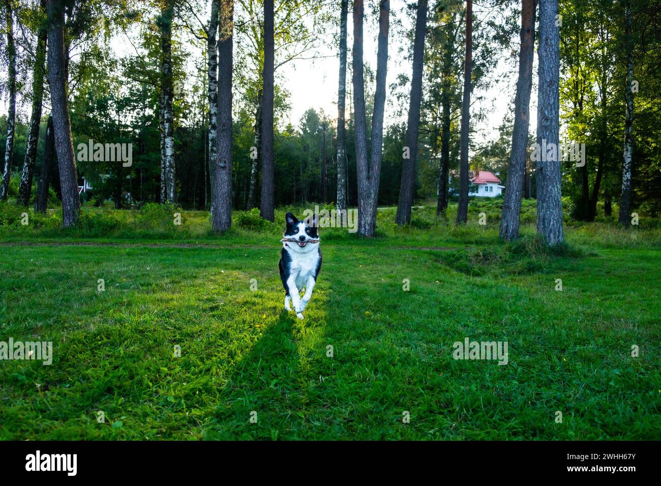 a cheerful black and white dog on the background of the forest Stock ...
