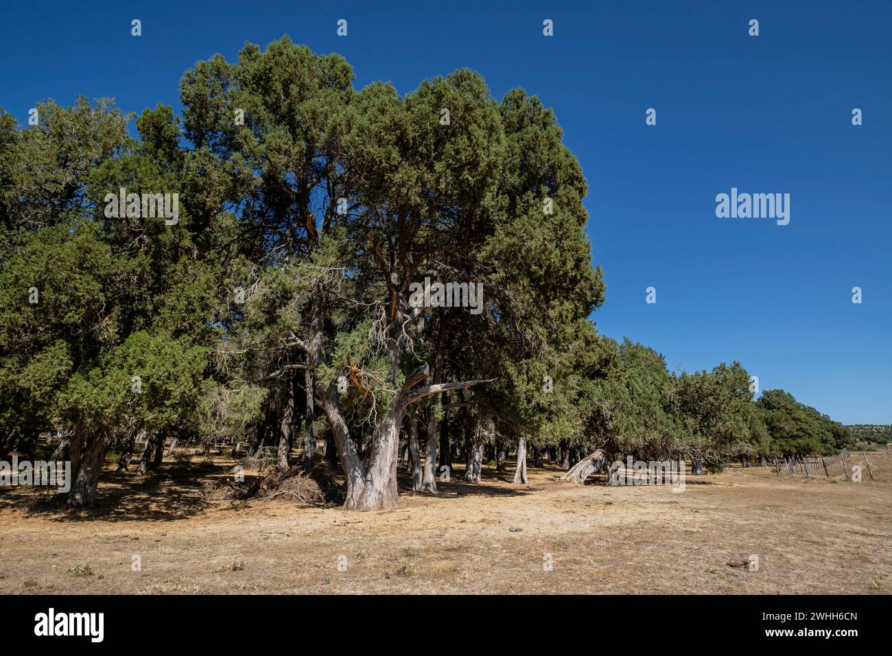 Sabina albar de cinco guias(Juniperus thurifera) Stock Photo