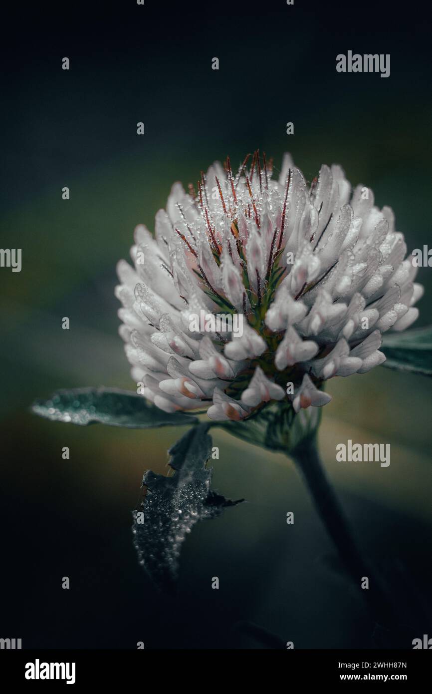 Clover flower covered with dew drops on a blurred background Stock Photo