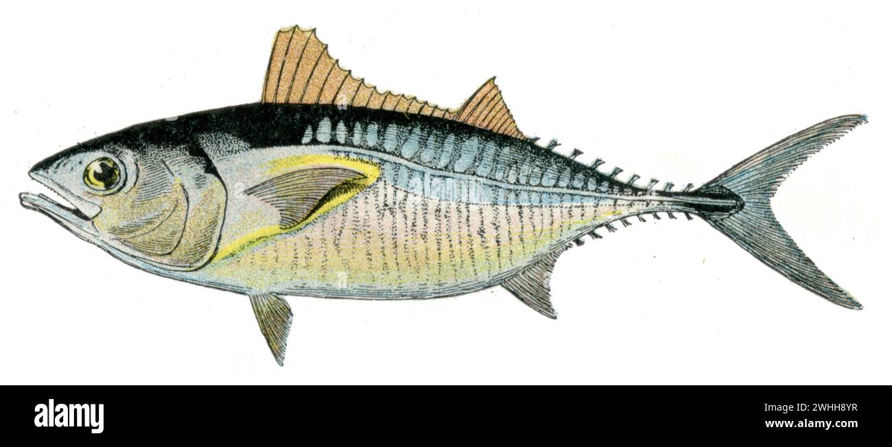 Atlantic bluefin tuna Thunnus thynnus, Millot, Adolphe (1857-1921) u. Desmoulins sc. (encyclopedia, 1910), Roter Thunfisch Stock Photo