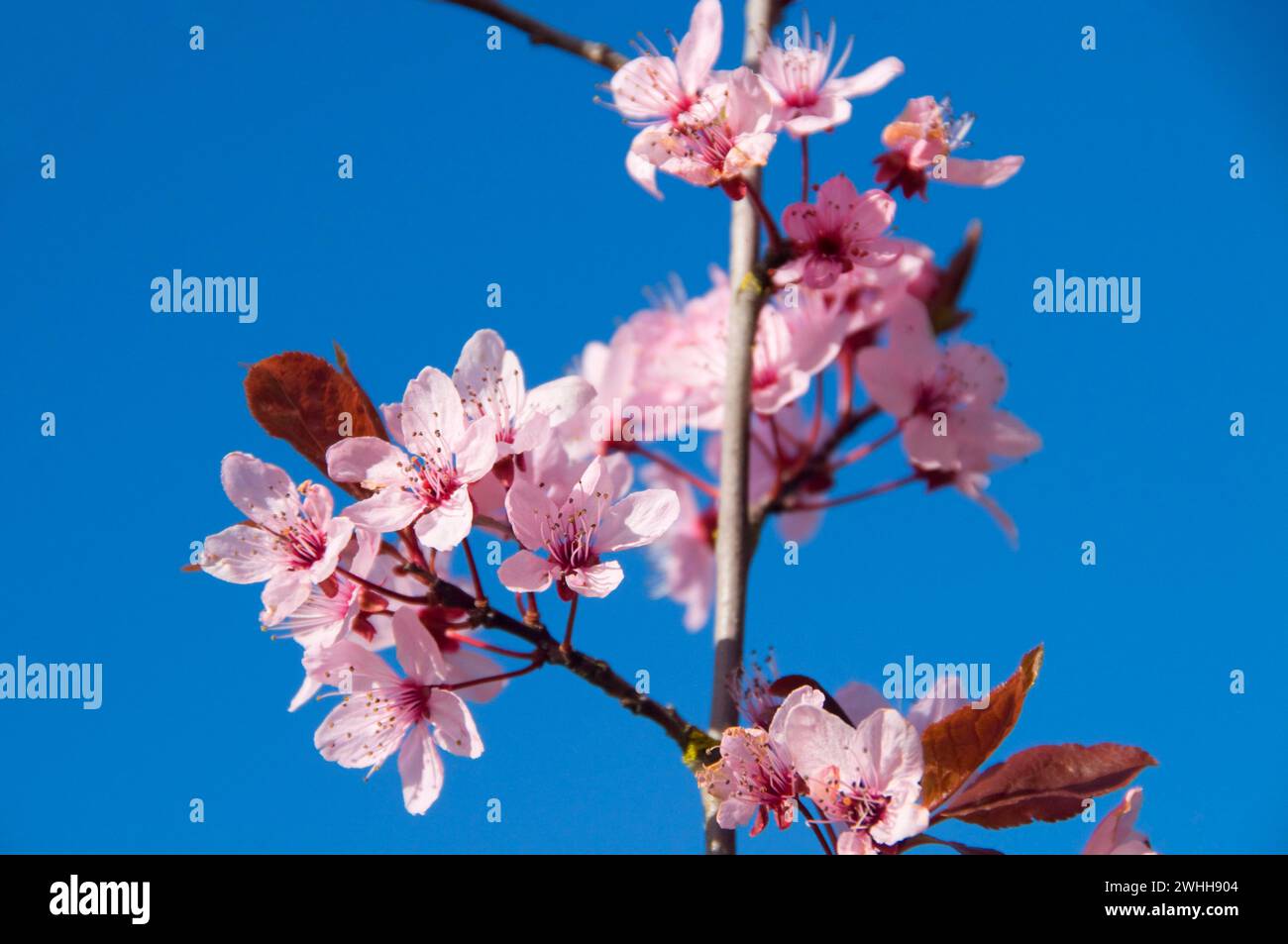 Plum blossoms, Marshall UnitWillamette River Greenway, Lane County