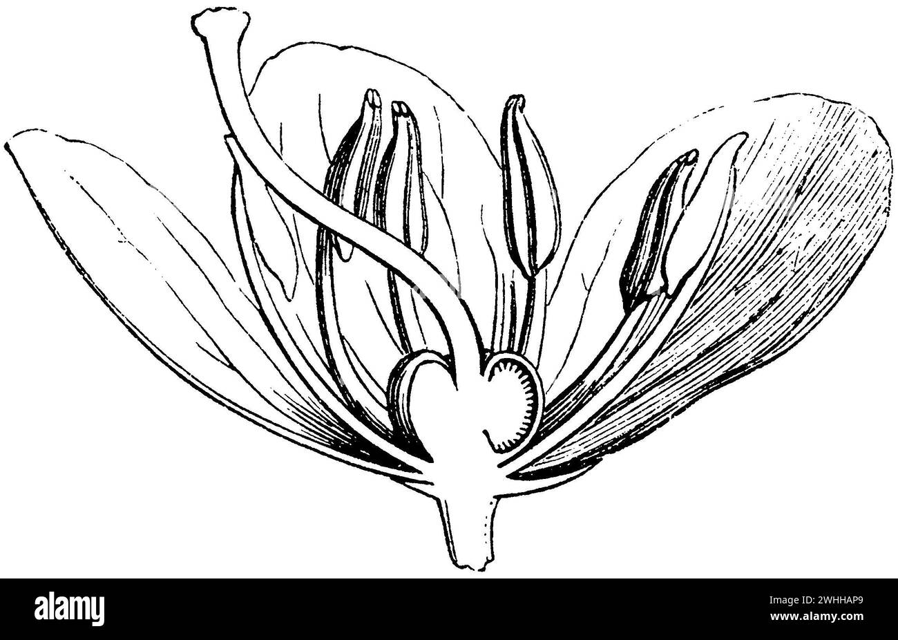 One-flowered wintergreen, flower in longitudinal section, Pirola uniflora, anonym (botany book, 1875), Einblütiges Wintergrün, Blüte im Längsschnitt, Pyrole uniflore, fleur en coupe longitudinale Stock Photo
