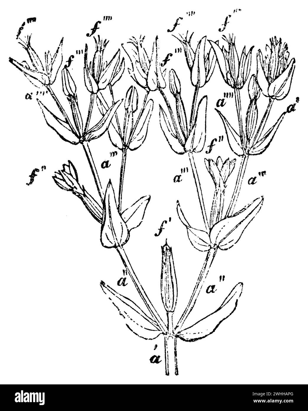 Centaury, Centaurium erythraea, anonym (biology book, 1881), Tausendgüldenkraut, Spitze des Strauches: a Primäre Achse, a'' sekundäre Achsen, insgesamt zwei, a''' tertiäre Achsen, insgesamt vier, a'''' quaternäre Achsen, insgesamt acht, f Blüten; es sind nur diejenigen bezeichnet, welche jede der verschiedenen vorhergehenden Achsen mit dem entsprechen Zeichen beenden. Die Blüte ist um so entwickelter, je mehr sie einer Achse einer höhern Ordnung angehören; f' im Zustande der Frucht, f'' entfaltet, f''' in Knospen, érythrée Stock Photo