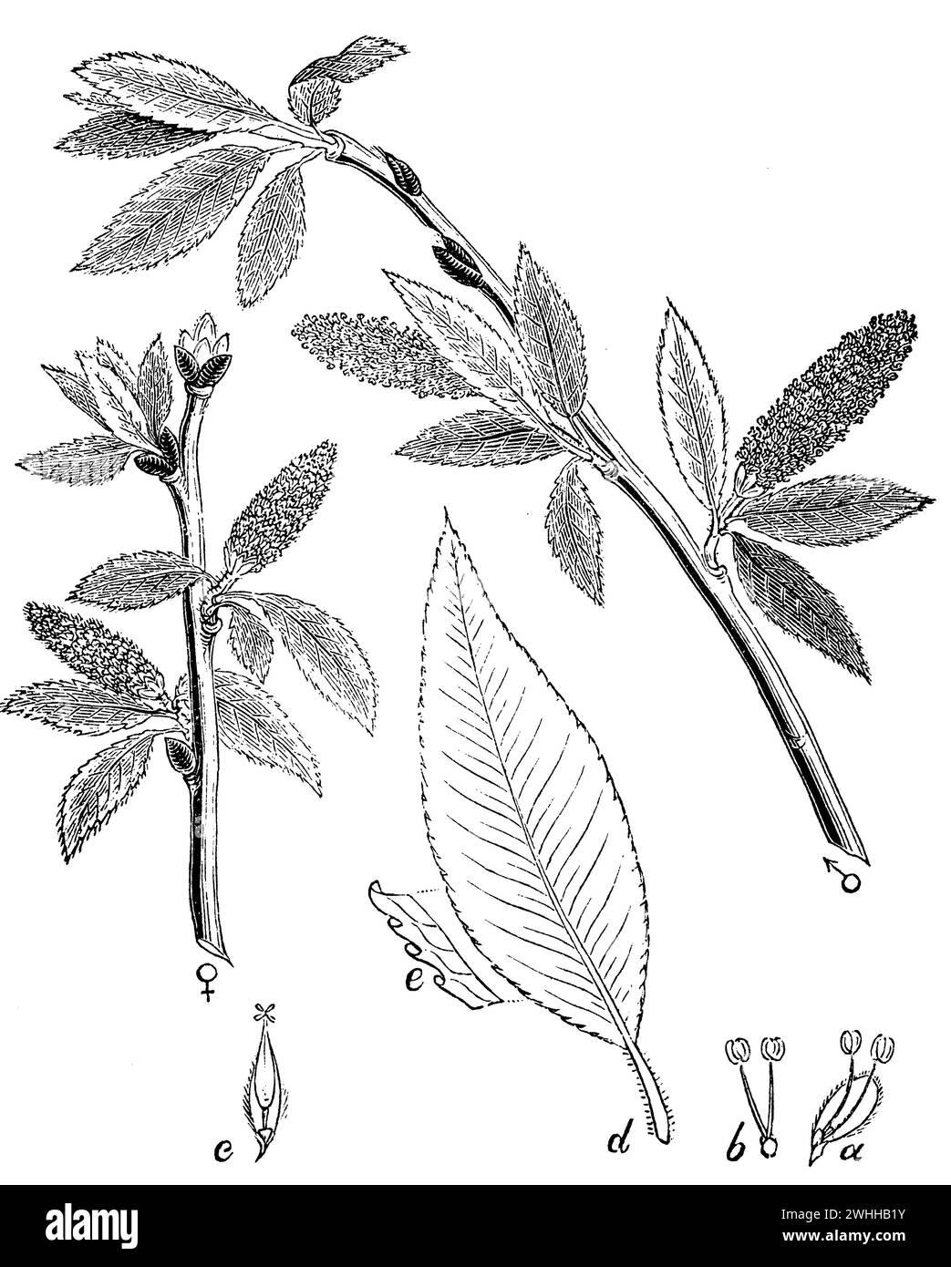 Salix fragilis, Salix fragilis, anonym (biology book, 1881), Bruch-Weide, Saule fragile Stock Photo