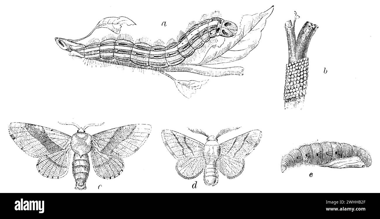 lackey moth, a) caterpillar, b) eggs, c) male, d) female butterfly, e) pupa., Malacosoma neustria, anonym (garden book, 1911), Ringelspinner, a) Raupe, b) Eier, c) männlicher, d) weiblicher Schmetterling, e) Puppe, Livrée des arbres, a) chenille, b) œufs, c) papillon mâle, d) papillon femelle, e) chrysalide Stock Photo