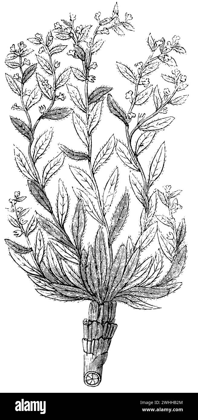 dyer's alkanet, Alkanna tinctoria,  (encyclopedia, 1893), Schminkwurz, orcanette des teinturiers Stock Photo