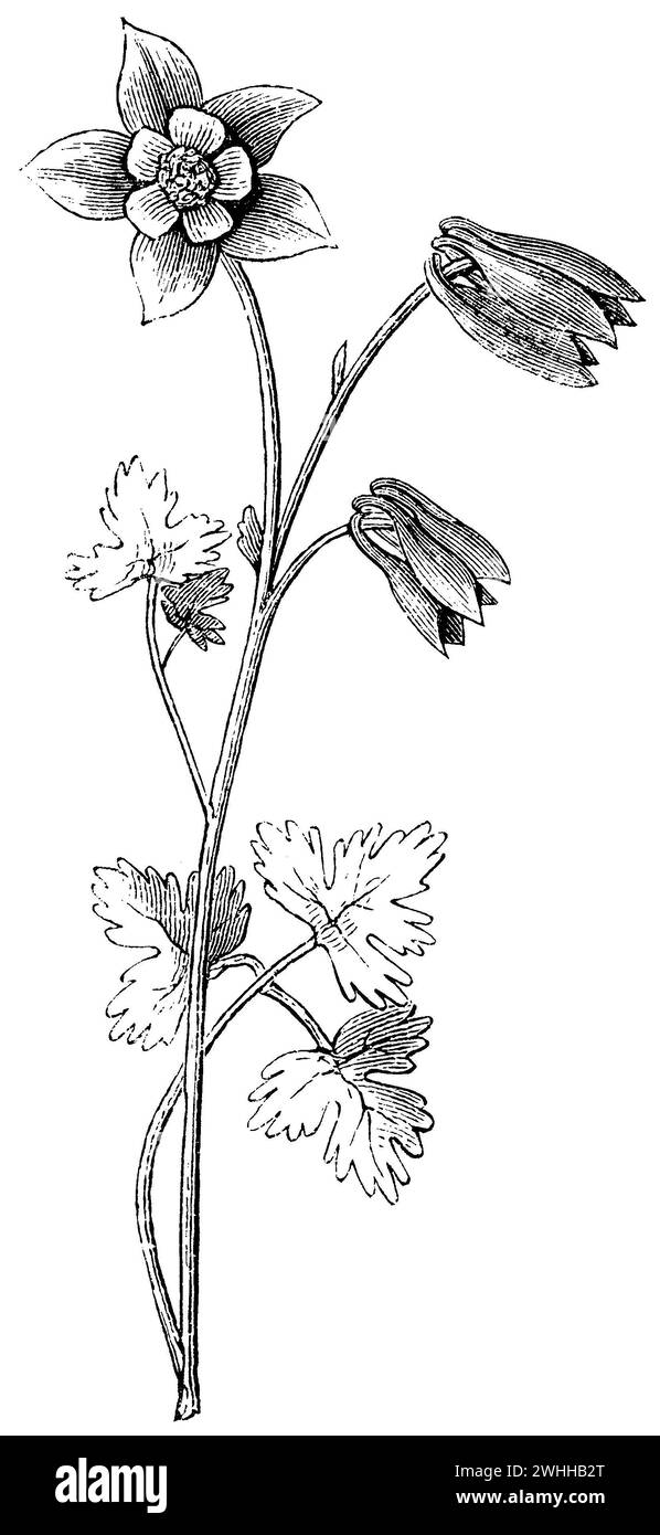 common columbine, Aquilegia vulgaris,  (encyclopedia, 1893), Gemeine Akelei, Ancolie commune Stock Photo