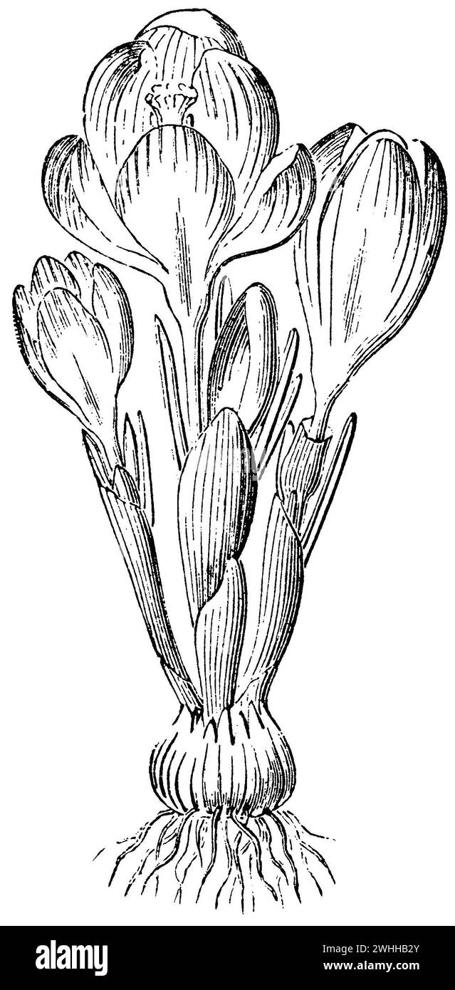 dutch crocus, Crocus vernus,  (encyclopedia, 1893), Frühlings-Krokus, crocus printanier Stock Photo