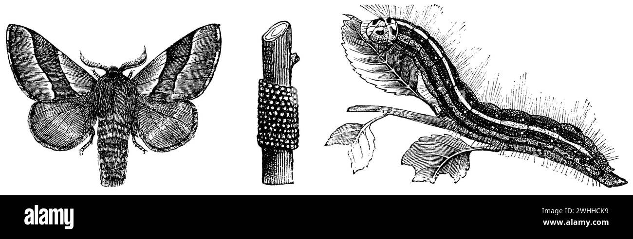 lackey moth, Male, Eggs, Caterpillar, Malacosoma neustria,  (zoology book, 1872), Ringelspinner, Männchen, Eier, Raupe, Livrée des arbres, mâle, œufs, chenille Stock Photo