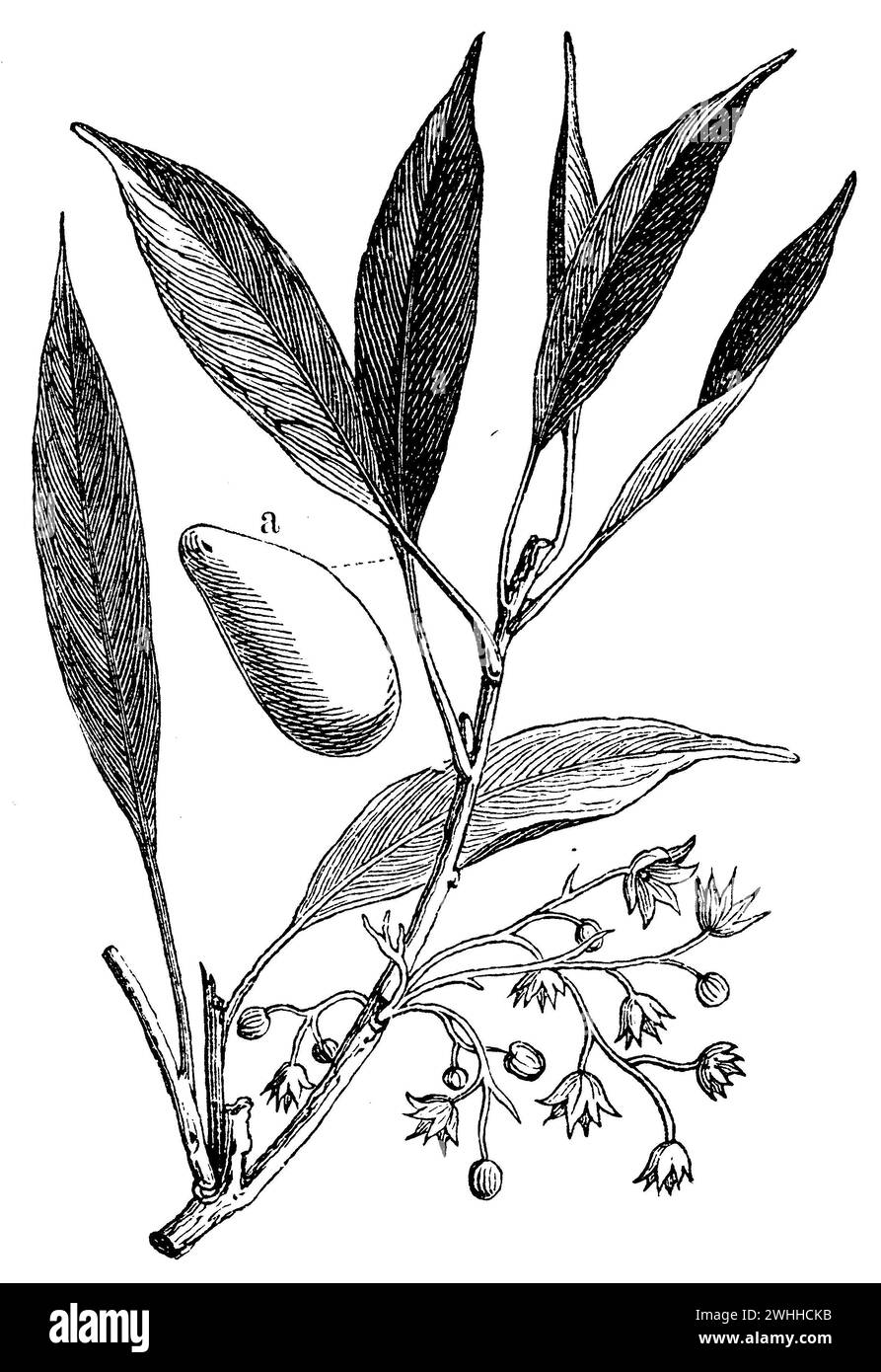 abata cola , a fruit, Cola acuminata,  (anthropology book, 1894), Cola-Baum, a Frucht, Faux colatier, a fruit Stock Photo