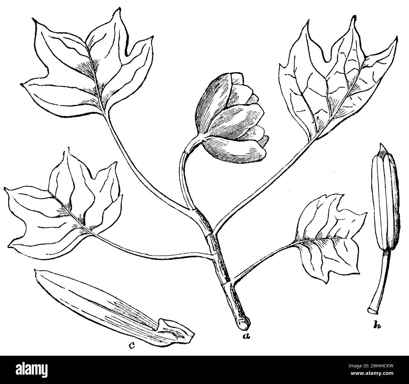 tulip poplar, a) flower branch, b) stamen, c) carpel (fruitlet), Liriodendron tulipifera,  (encyclopedia, 1893), Tulpenbaum, a) Blütenzweig, b) Staubgefäß, c) Karpell (Früchtchen), Tulipier de Virginie, a) rameau floral, b) étamine, c) carpelle (fruit) Stock Photo