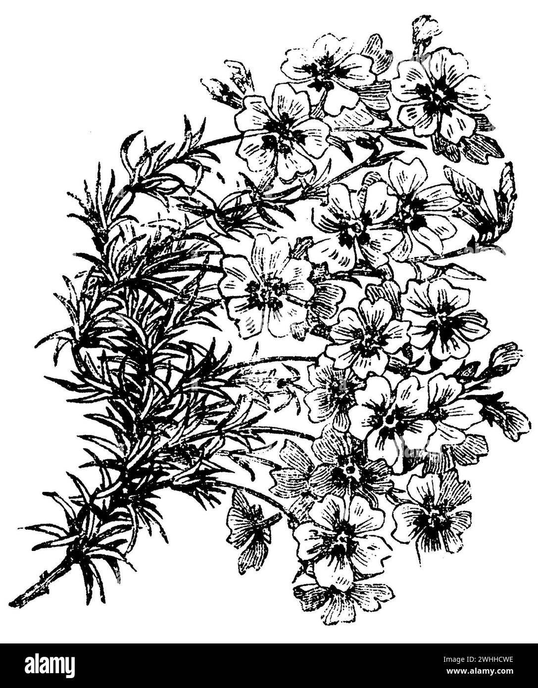 moss phlox, Phlox subulata,  (garden book, 1877), Polster-Phlox, Phlox mousse Stock Photo
