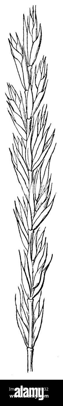 quackgrass, Elymus repens,  (encyclopedia, 1885), Quecke, chiendent commun Stock Photo