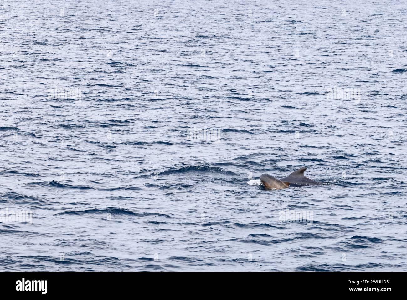 In the vast expanse of the northern ocean, a mother pilot whale accompanies her young, a snapshot of wildlife near the Arctic Circle Stock Photo