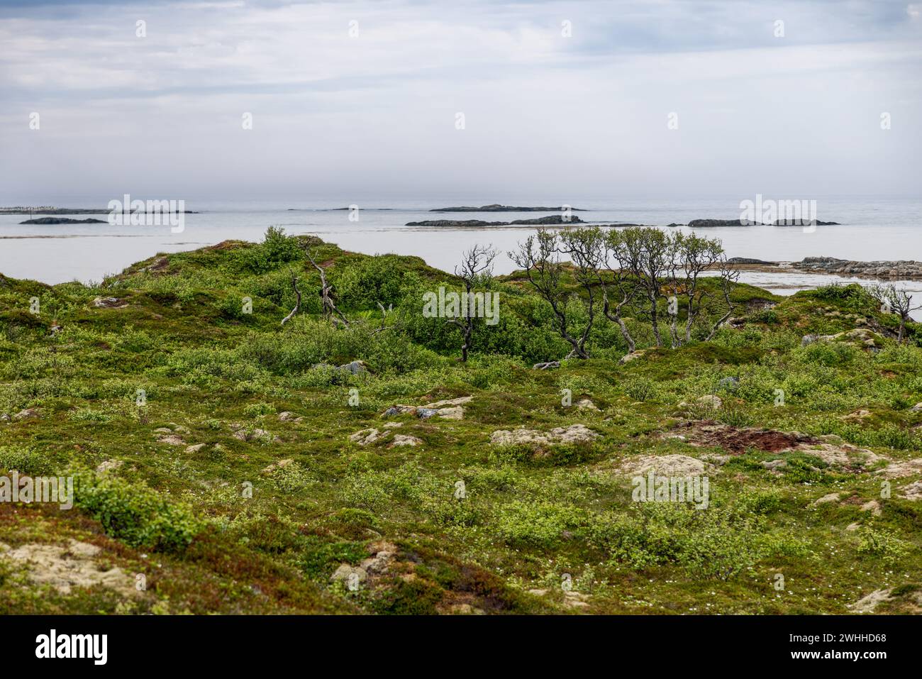 A serene tundra landscape on the Norwegian coast, with sparse trees and moss-covered rocks overlooking the calm Arctic waters Stock Photo