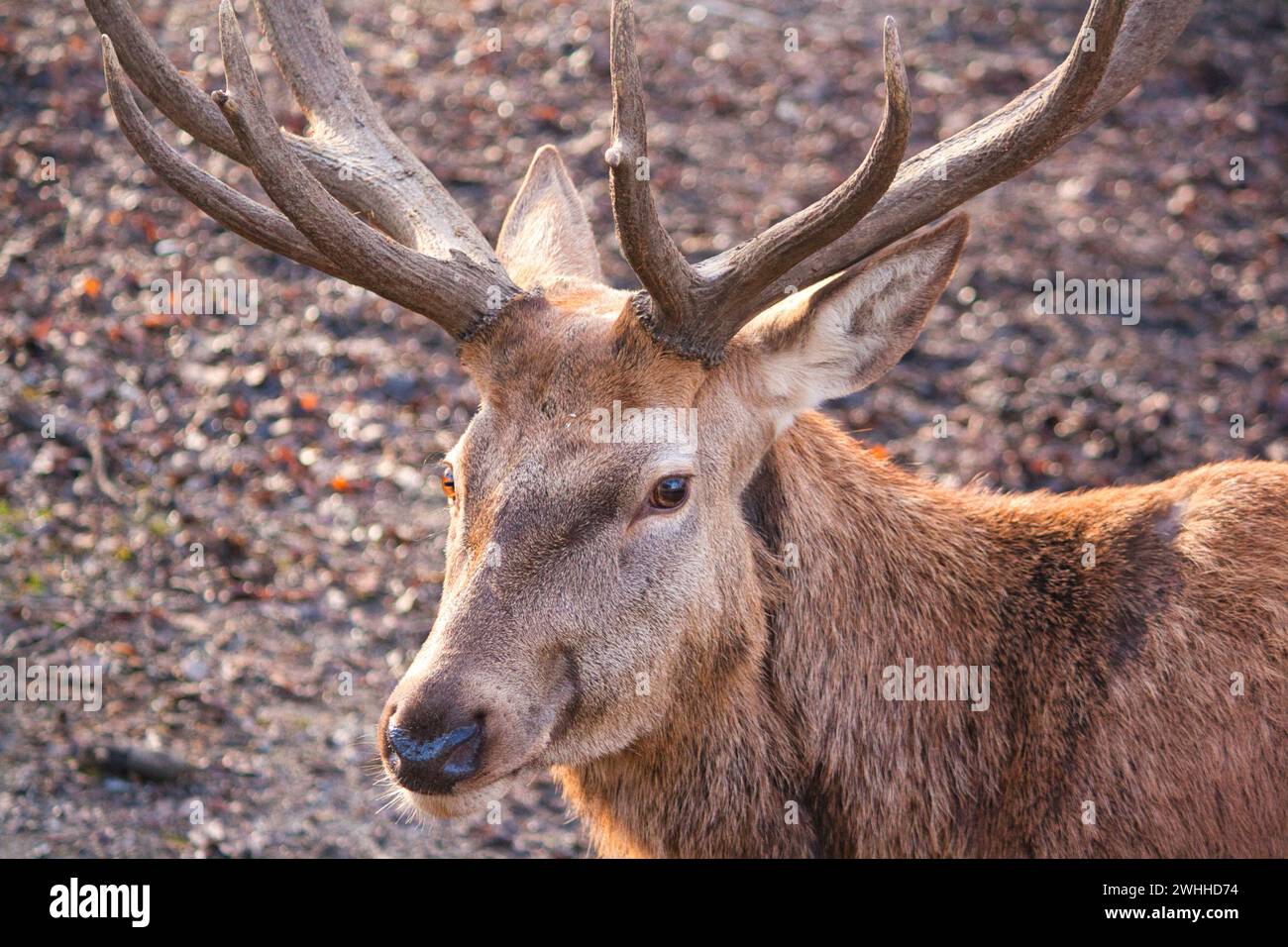 A close-up of a male deer, with the focus on its head and upper body. The deer has a prominent fully grown set of antlers. Stock Photo