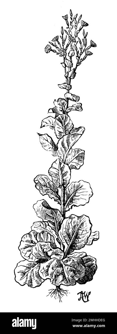 lettuce, flowering, Lactuca sativa, H.W, und H. Gedan (botany book, 1910), Gartensalat, blühend, laitue, en fleurs Stock Photo