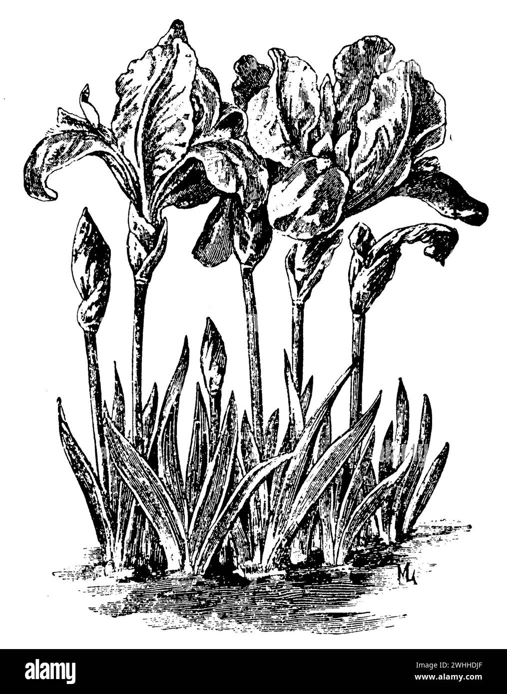 dwarf iris, Iris pumila,  (garden book, 1913), Zwerg-Schwertlilie, Iris nain Stock Photo