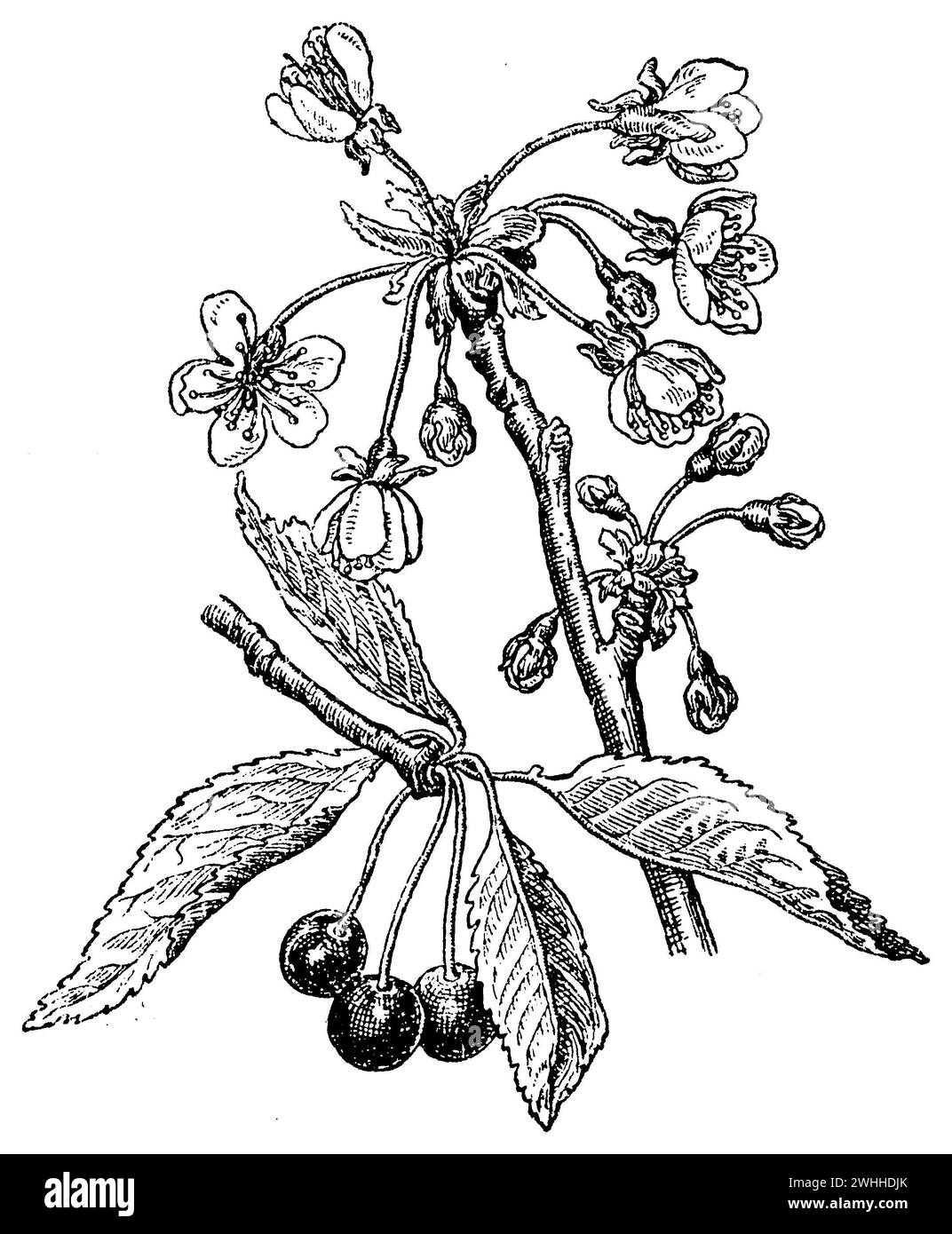 bird cherry, Prunus avium,  (botany book, 1910), Vogel-Kirsche, merisier Stock Photo