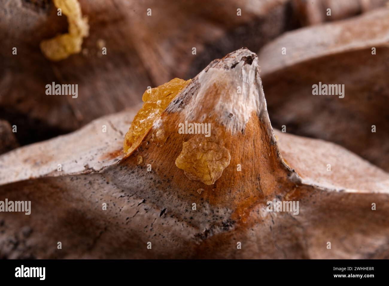 Close-up of the leaves of a Coulter Pinecone with fibonacci spirals Stock Photo