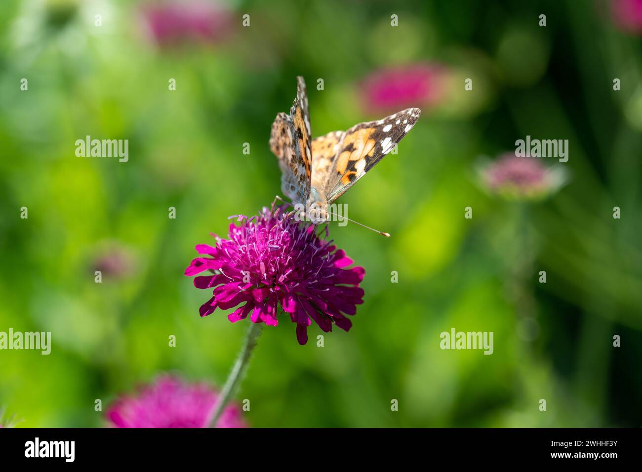Close-up of a Painted Lady Butterfly on Knautia macedonia with a defocused background Stock Photo