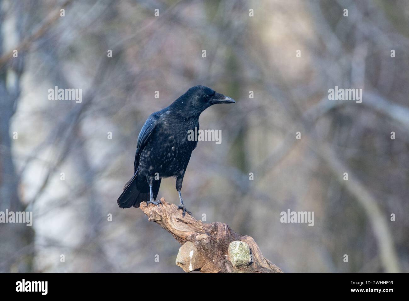 Carrion crow, (Corvus corone), perched on a tree stump, Insch, Aberdeenshire, Scotland, UK Stock Photo