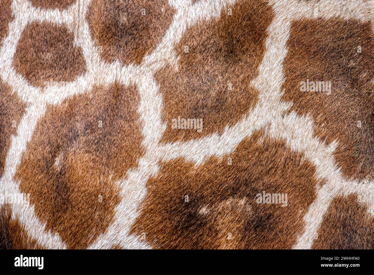 Animal skin background of the patterned fur texture on an African giraffe Stock Photo