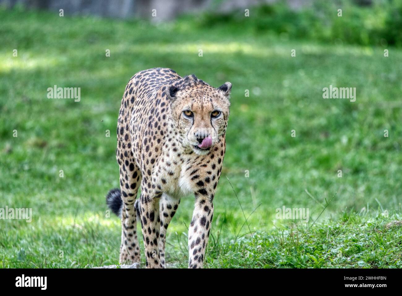 A cheetah, Acinonyx jubatus, in zoo Germany Stock Photo - Alamy