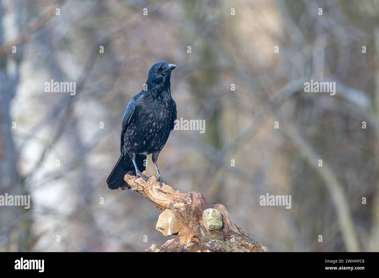 Carrion crow, (Corvus corone), perched on a tree stump, Insch, Aberdeenshire, Scotland, UK Stock Photo