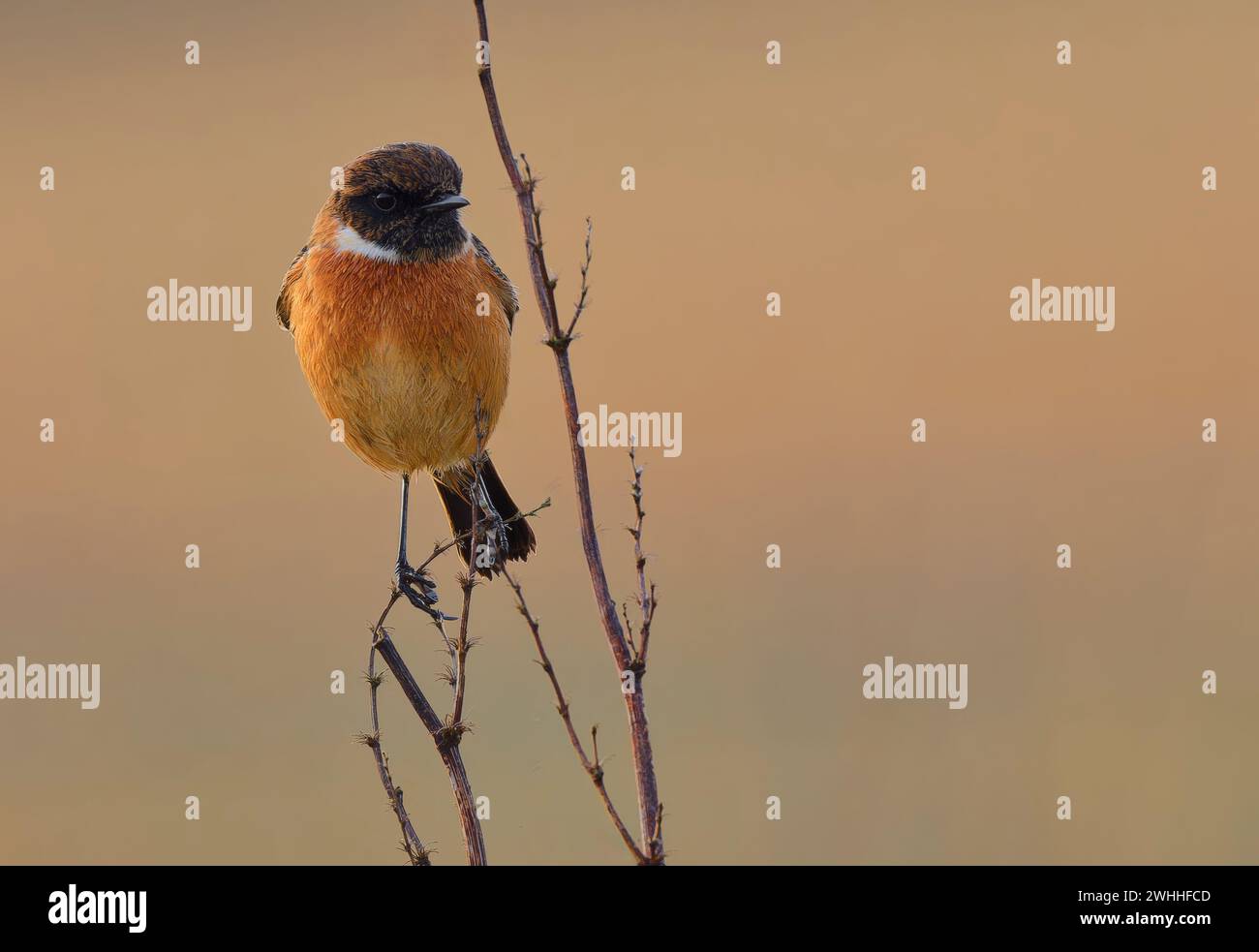 A male Stonechat, (Saxicola rubicola), precariously perched on the topmost twig of a shrub Stock Photo