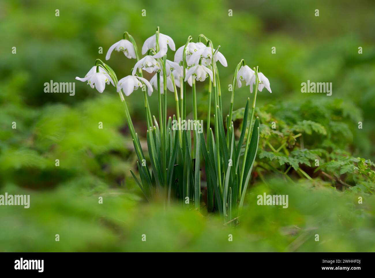 A clump of Snowdrops, (Galanthus nivalis), growing wild in a woodland in Blackpool, Lancashire, uk Stock Photo