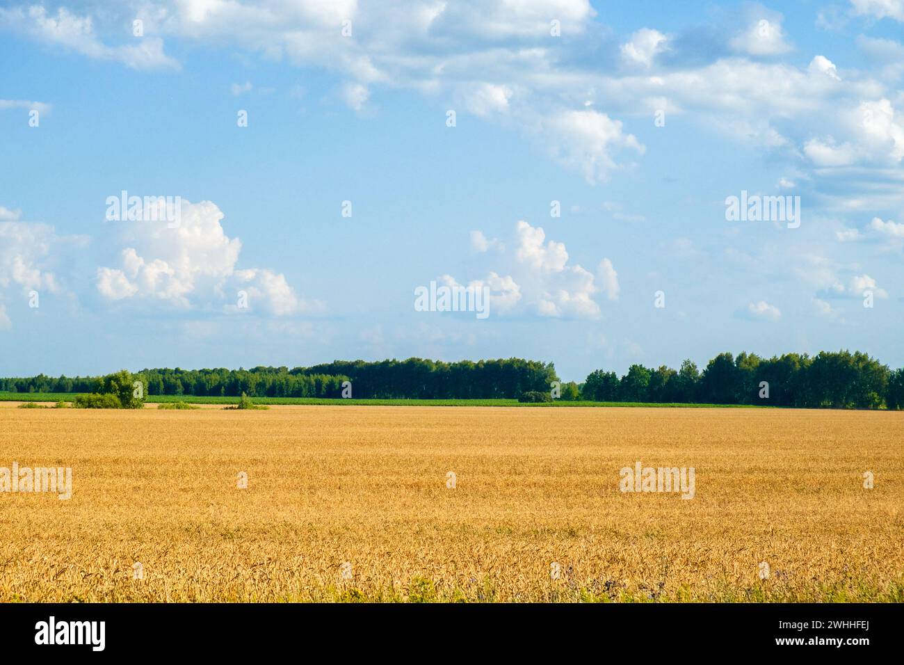 Expansive view of ripe wheat, ready for harvest, under a sunny sky ...