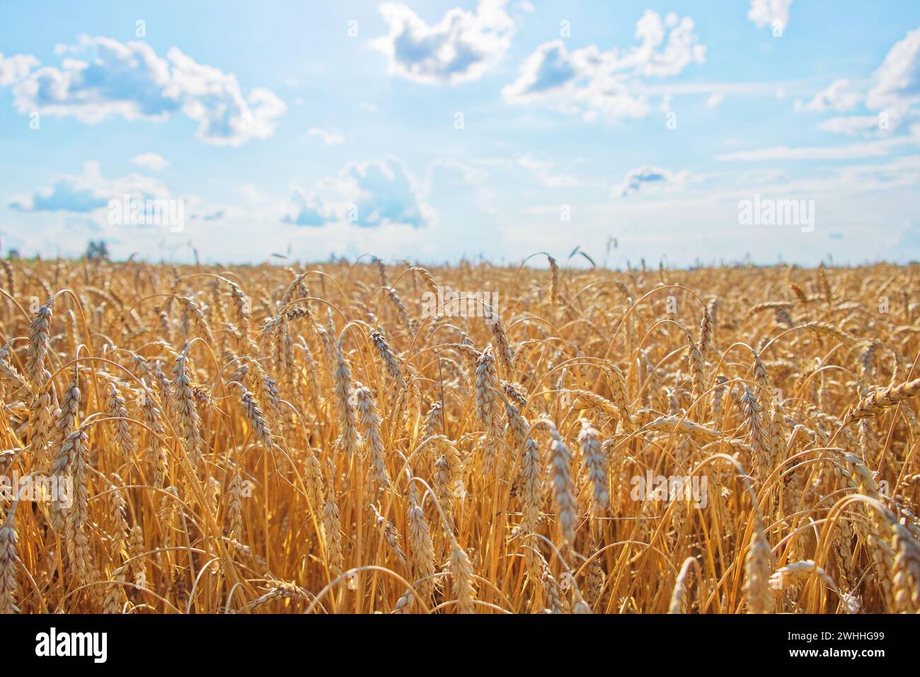 Crops ready for harvest hi-res stock photography and images - Alamy