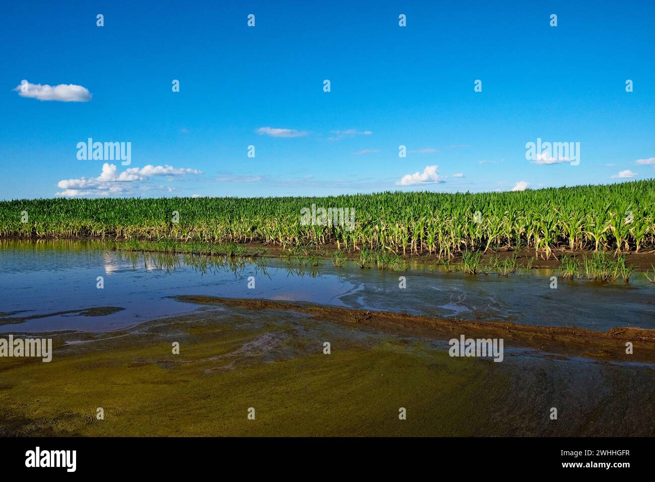 Green plants in water, with a clear sky and fluffy clouds above. Stock Photo