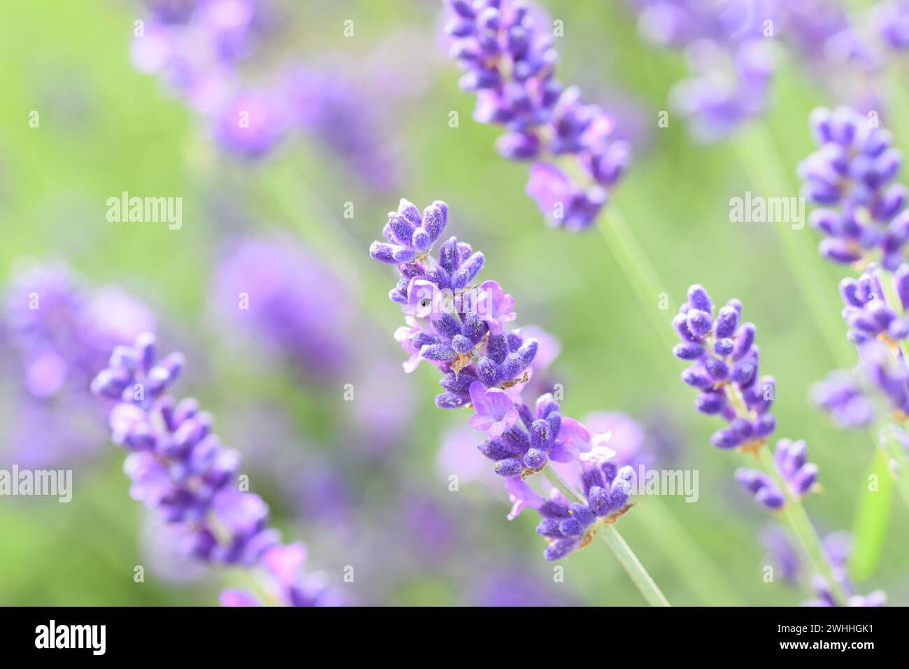 Close-up photograph of Seal Lavender (Lavandula x intermedia 'Seal') with a defocused background Stock Photo