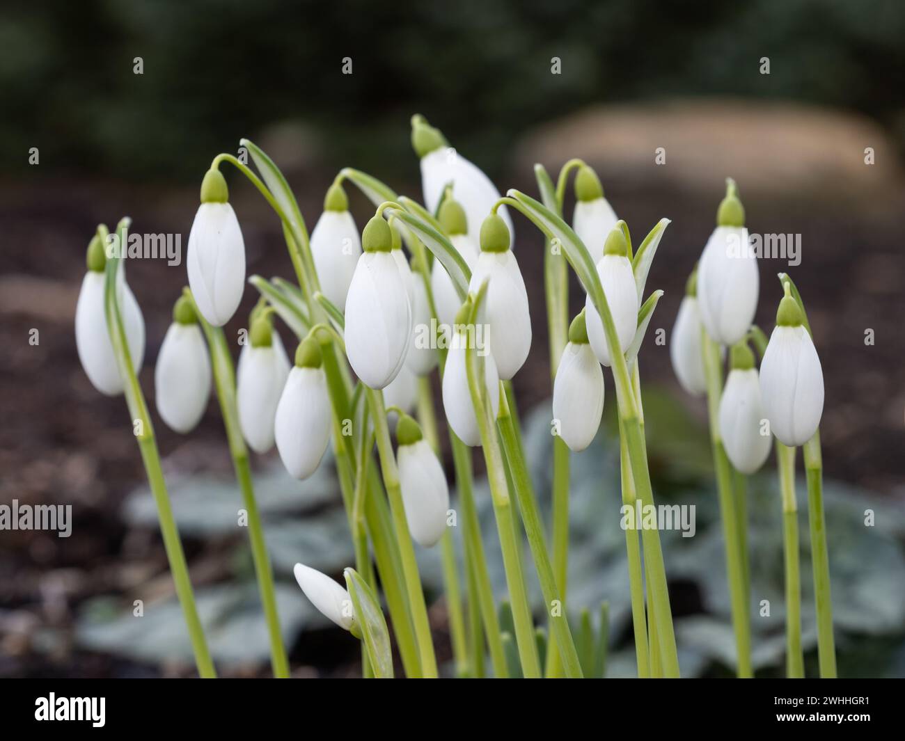 Snowdrop Galanthus  'Brenda Troyle' Stock Photo