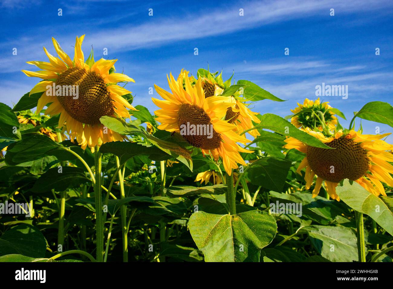 A field of blooming sunflowers on a sunny day Stock Photo - Alamy