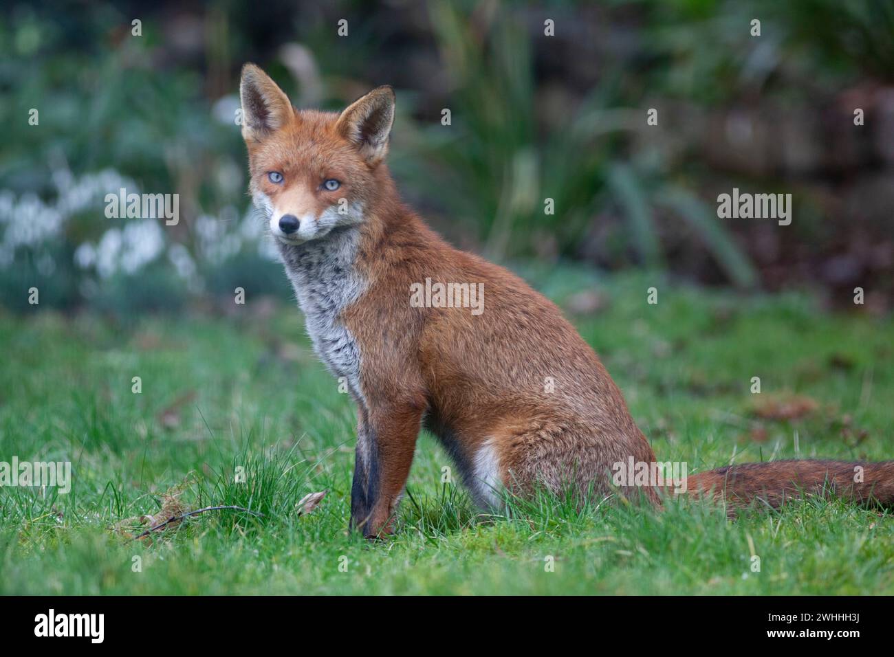 UK weather, London, 10 February 2024: As the south of England benefits from mild but damp weather, a fox is seen against a backdrop of snowdrops and hellebores in a garden in Clapham. Credit: Anna Watson/Alamy Live News Stock Photo