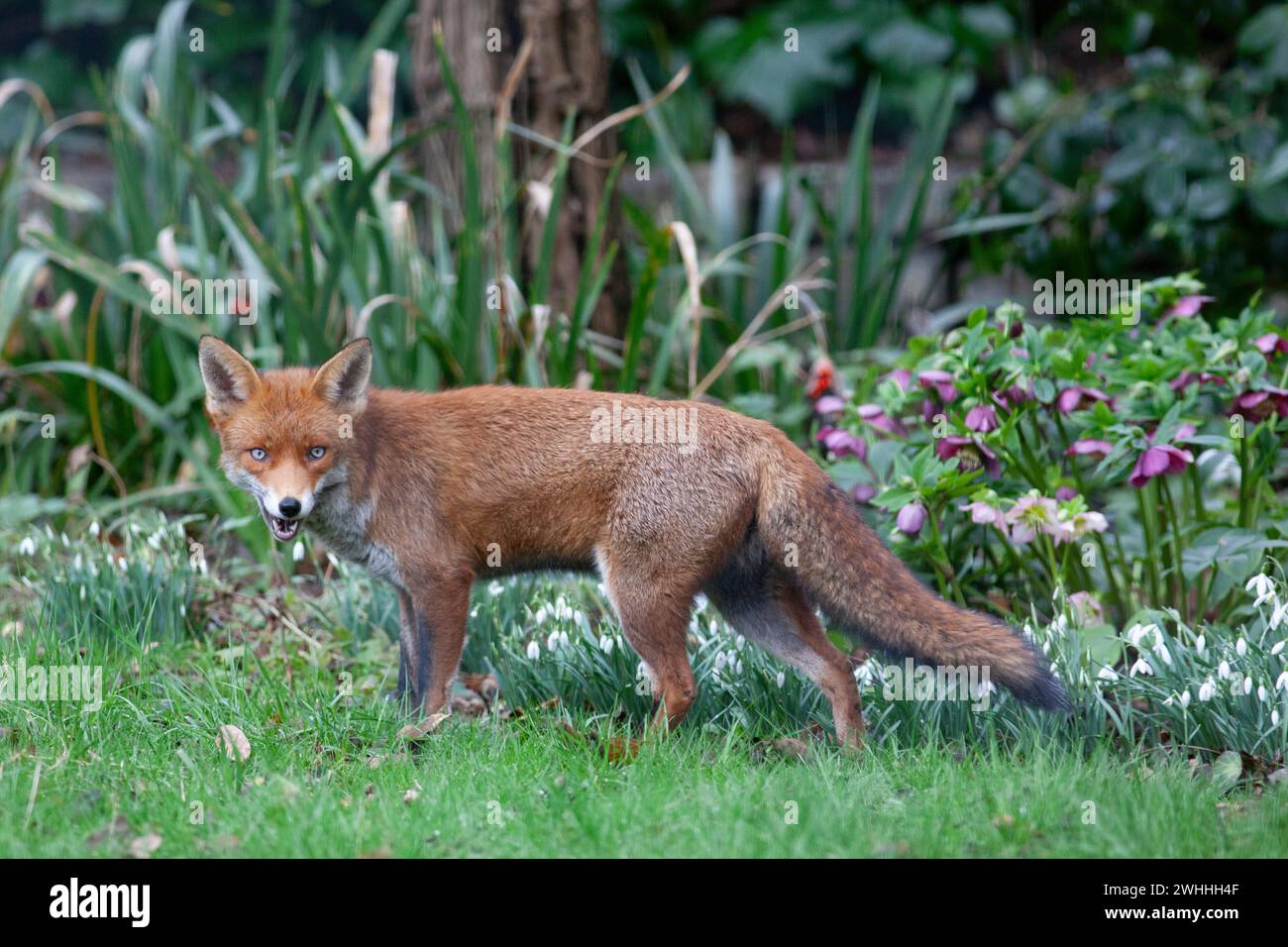 UK weather, London, 10 February 2024: As the south of England benefits from mild but damp weather, a fox is seen against a backdrop of snowdrops and hellebores in a garden in Clapham. Credit: Anna Watson/Alamy Live News Stock Photo