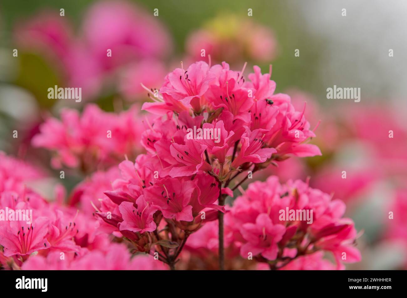 Rhododendron indicum Stock Photo