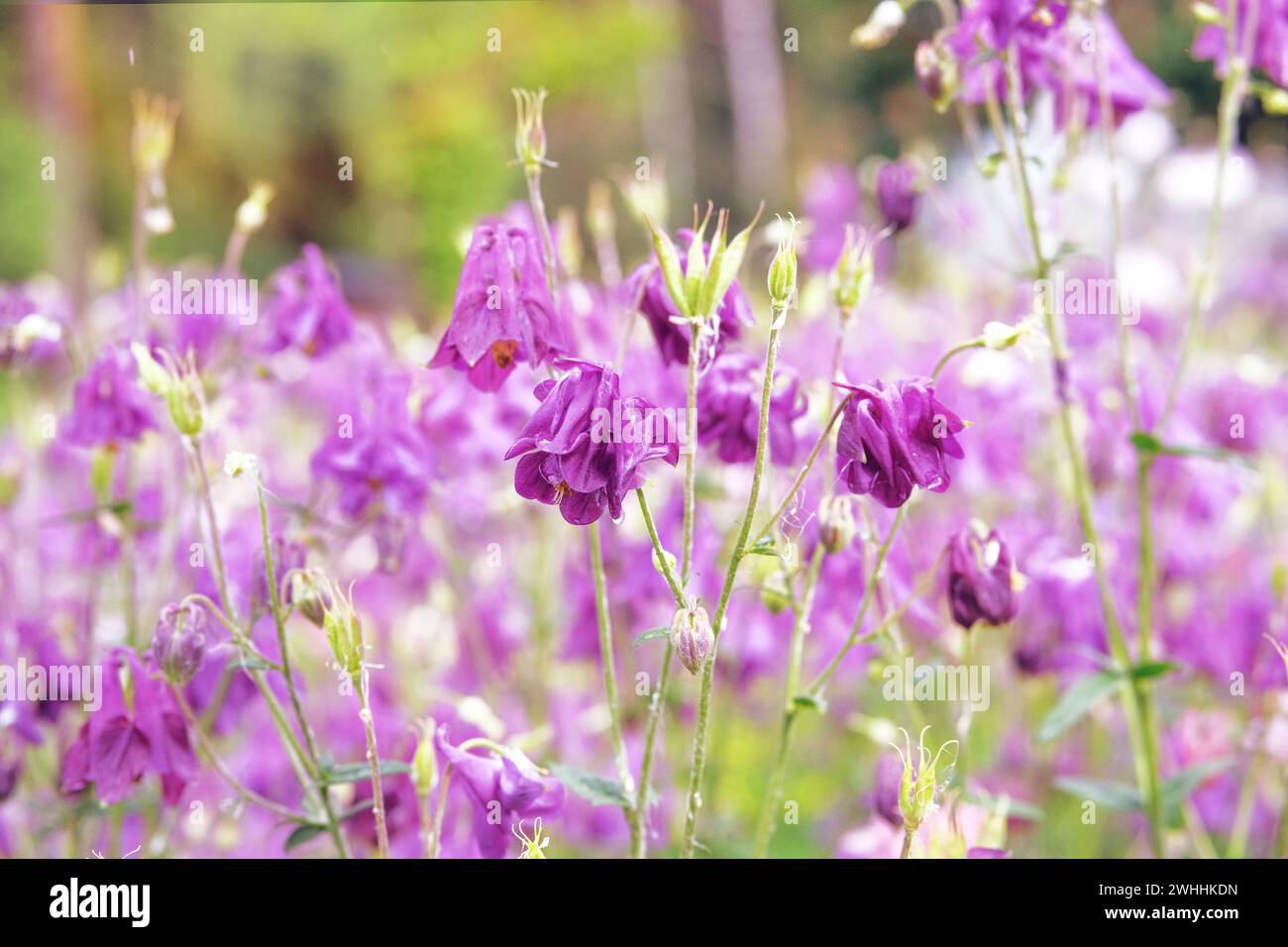 Aquilegia vulgaris flowers blooming with white bright petals. Spring blurred background of nature. Purple color. Low mountain range. Stock Photo