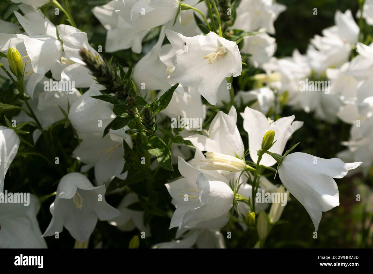white campanula flowers close up Stock Photo