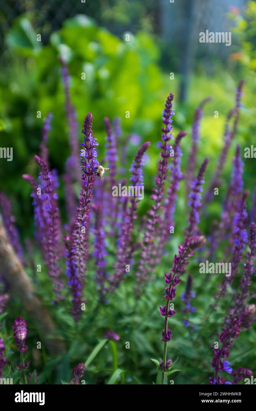 violet salvia blooming in a garden Stock Photo